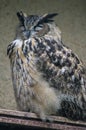 Owl in a Russian zoo.